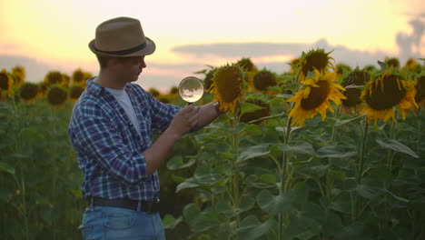 A-farmer-examines-a-sunflower-through-a-magnifier-on-the-field-in-summer-evening.-A-young-male-writes-the-characteristics-of-a-sunflower-in-an-electronic-book-or-tablet